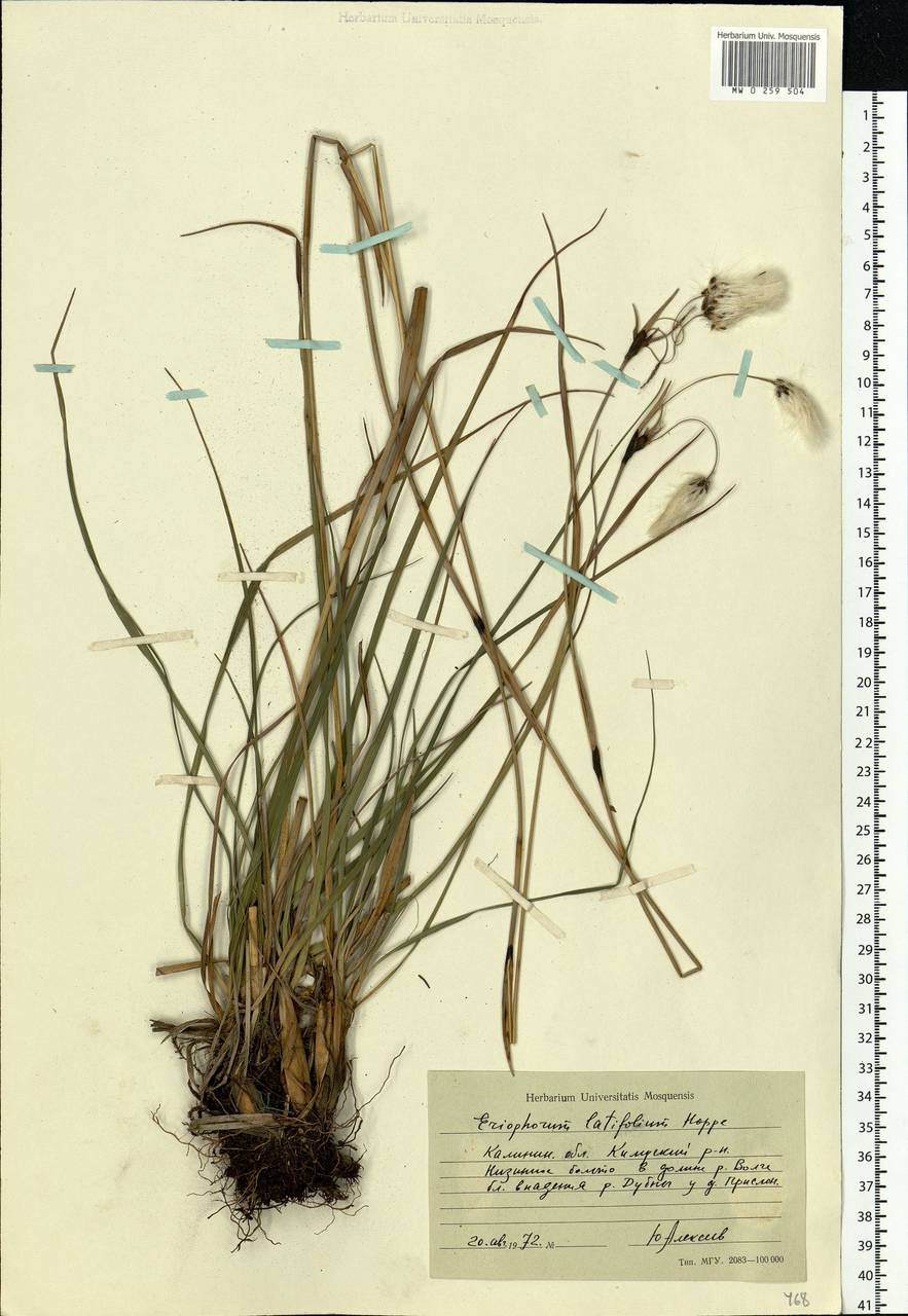 Eriophorum latifolium Hoppe, Eastern Europe, North-Western region (E2) (Russia)