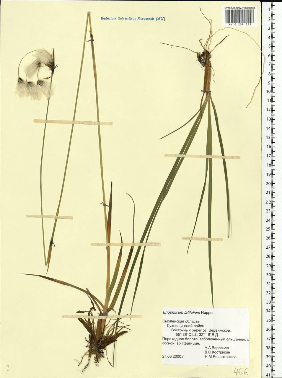 Eriophorum latifolium Hoppe, Eastern Europe, Western region (E3) (Russia)