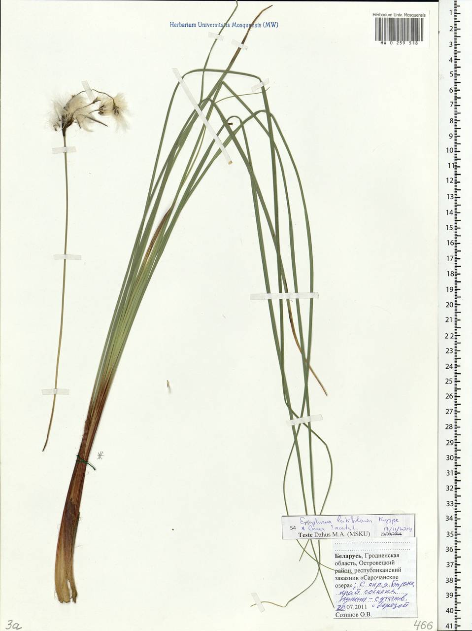 Eriophorum latifolium Hoppe, Eastern Europe, Belarus (E3a) (Belarus)