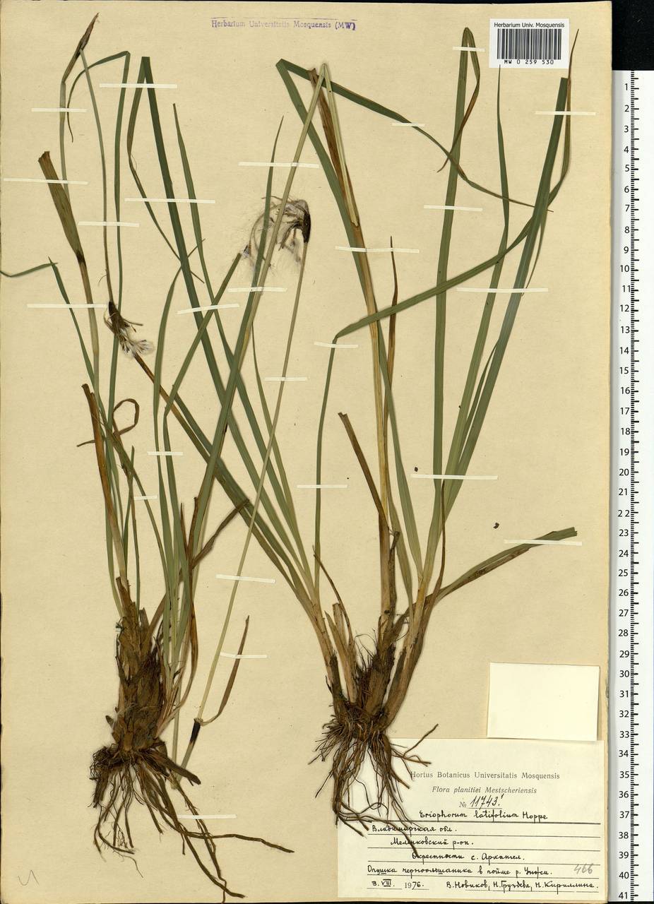 Eriophorum latifolium Hoppe, Eastern Europe, Central region (E4) (Russia)