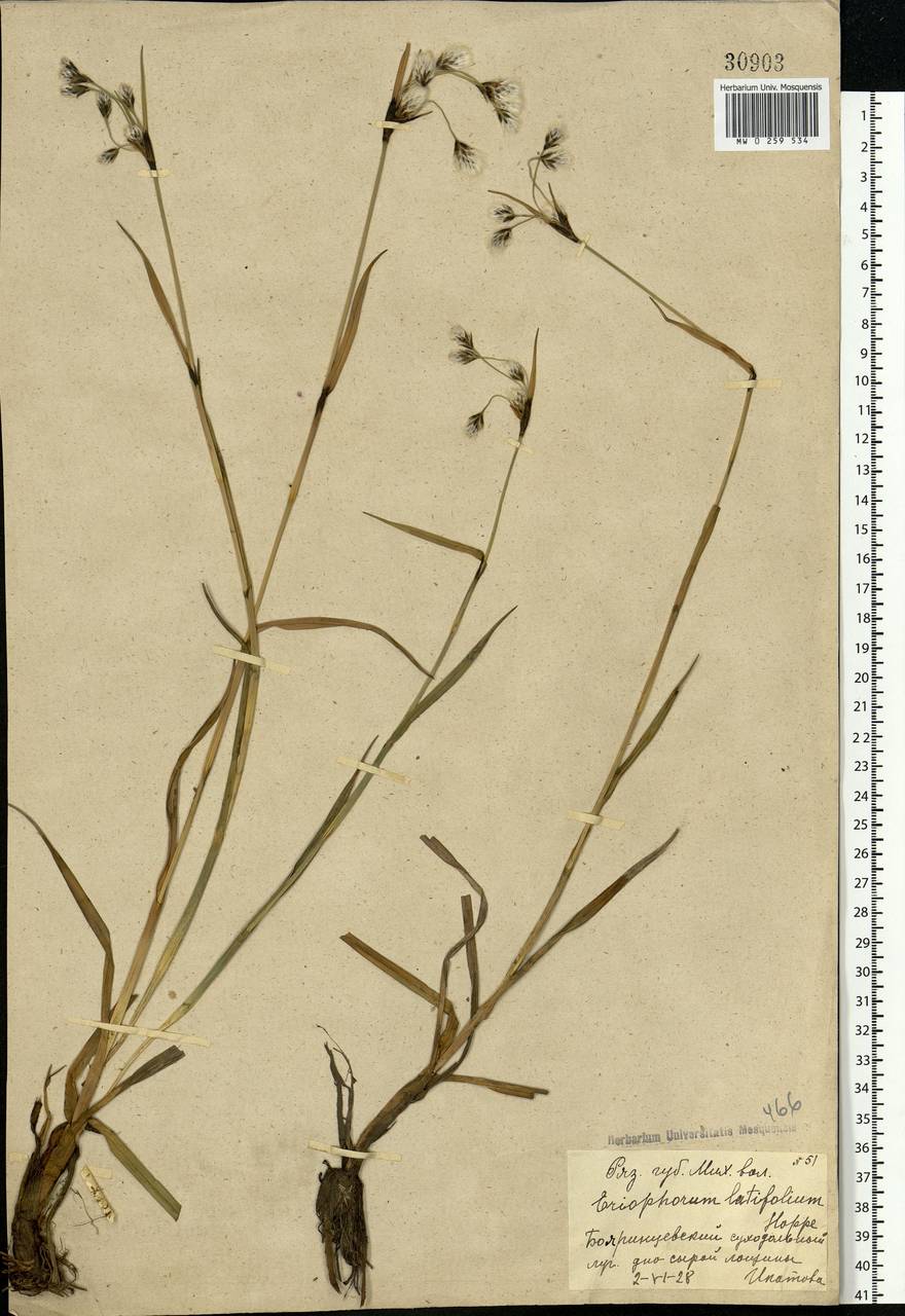 Eriophorum latifolium Hoppe, Eastern Europe, Central region (E4) (Russia)