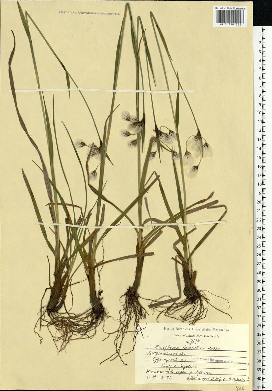 Eriophorum latifolium Hoppe, Eastern Europe, Central region (E4) (Russia)