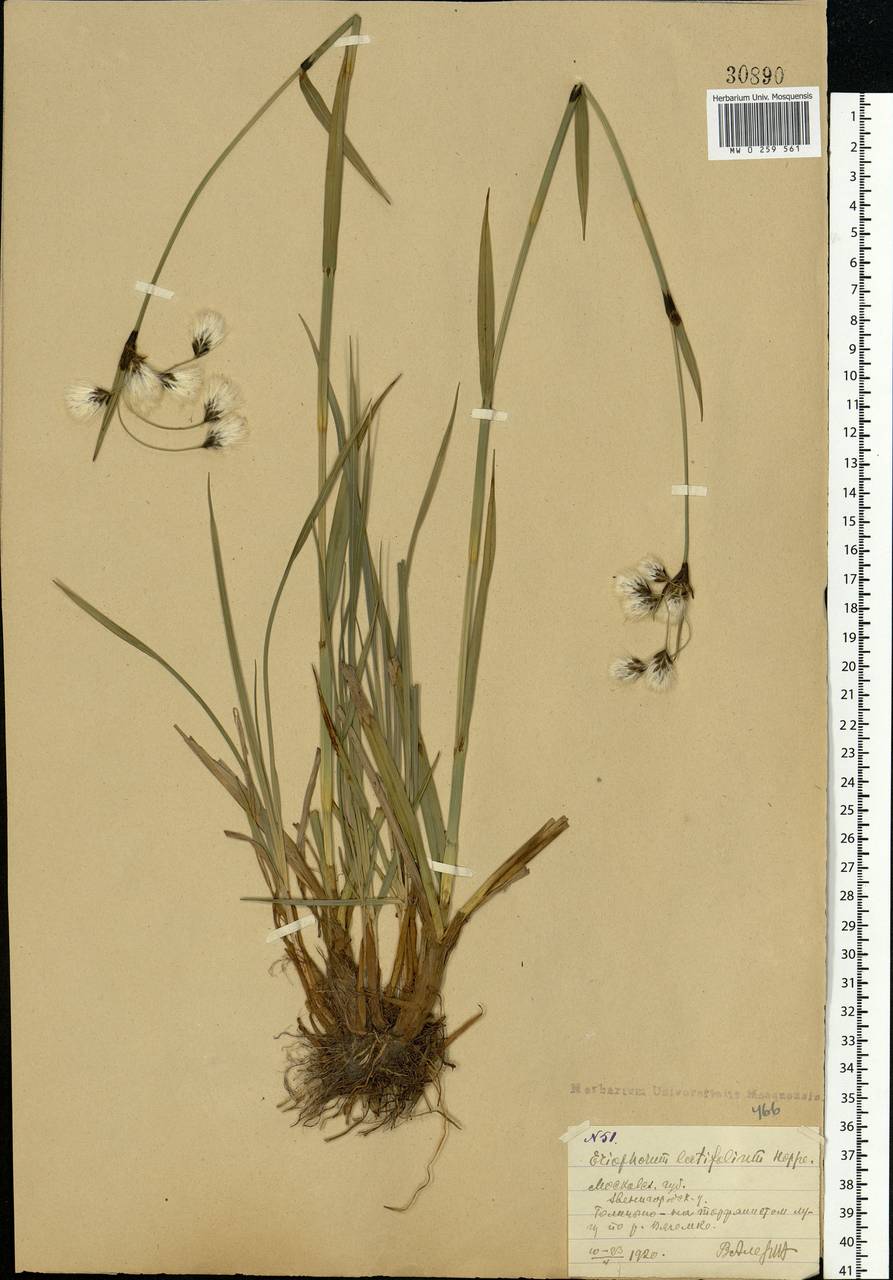 Eriophorum latifolium Hoppe, Eastern Europe, Moscow region (E4a) (Russia)