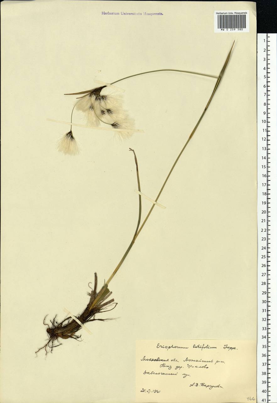 Eriophorum latifolium Hoppe, Eastern Europe, Moscow region (E4a) (Russia)