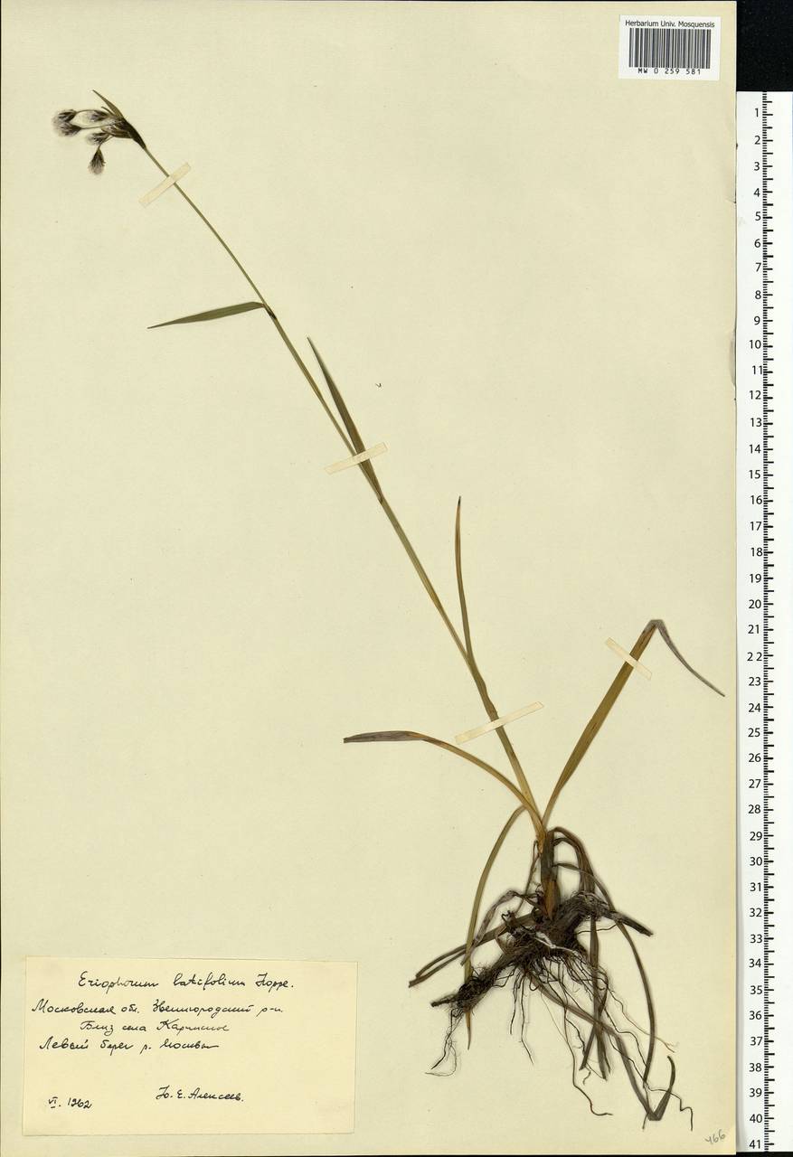 Eriophorum latifolium Hoppe, Eastern Europe, Moscow region (E4a) (Russia)