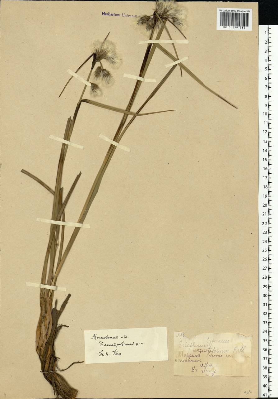 Eriophorum latifolium Hoppe, Eastern Europe, Moscow region (E4a) (Russia)