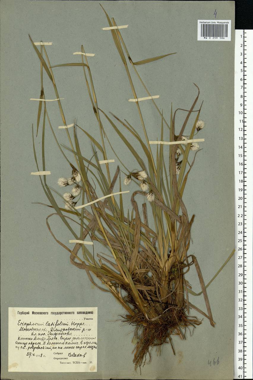 Eriophorum latifolium Hoppe, Eastern Europe, Moscow region (E4a) (Russia)