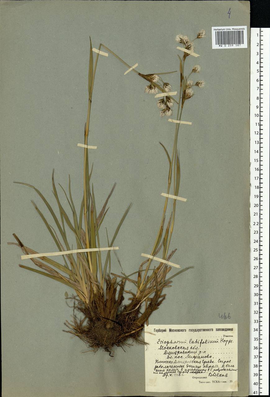 Eriophorum latifolium Hoppe, Eastern Europe, Moscow region (E4a) (Russia)