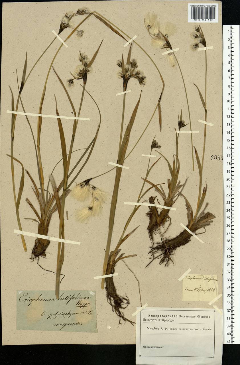 Eriophorum latifolium Hoppe, Eastern Europe, Moscow region (E4a) (Russia)