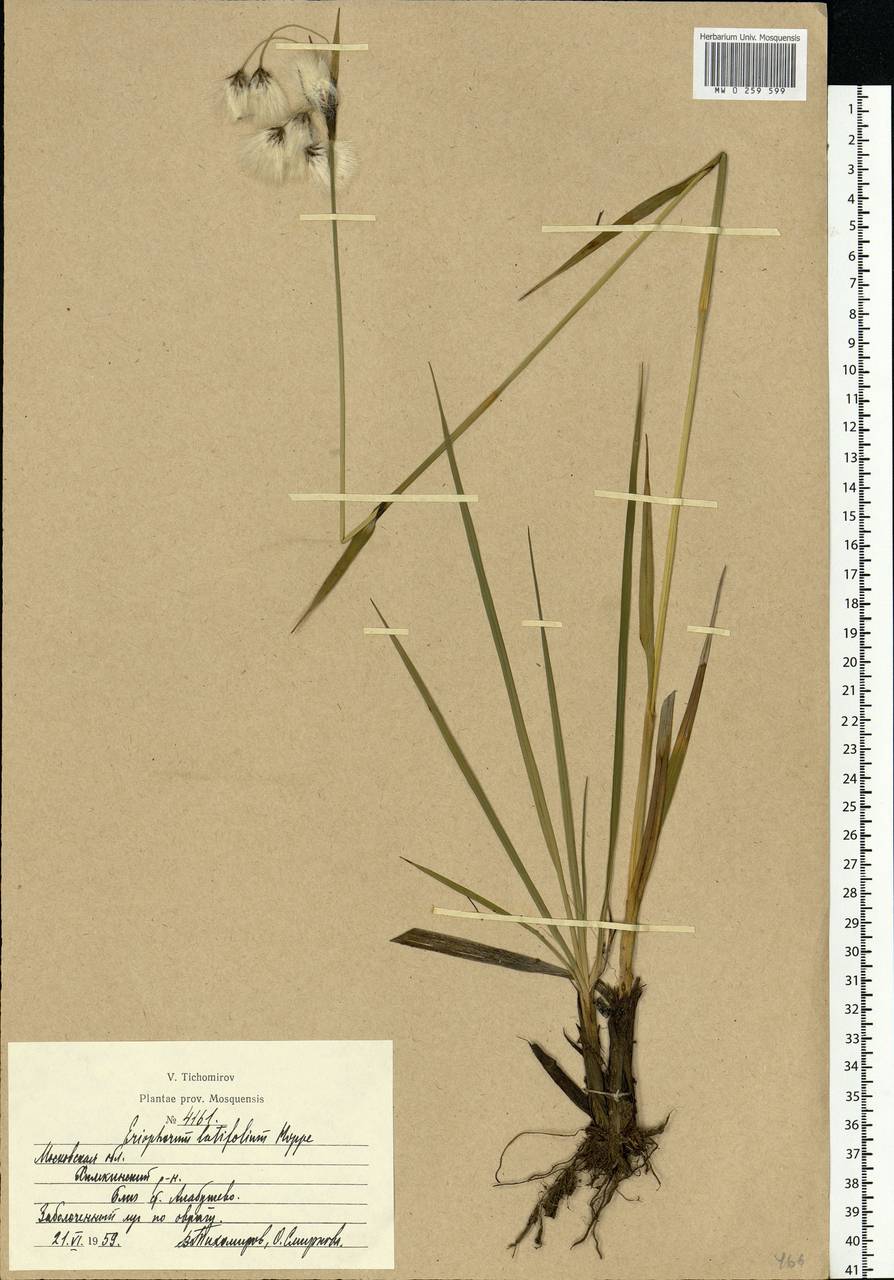 Eriophorum latifolium Hoppe, Eastern Europe, Moscow region (E4a) (Russia)