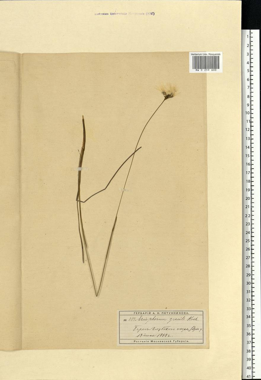 Eriophorum latifolium Hoppe, Eastern Europe, Moscow region (E4a) (Russia)