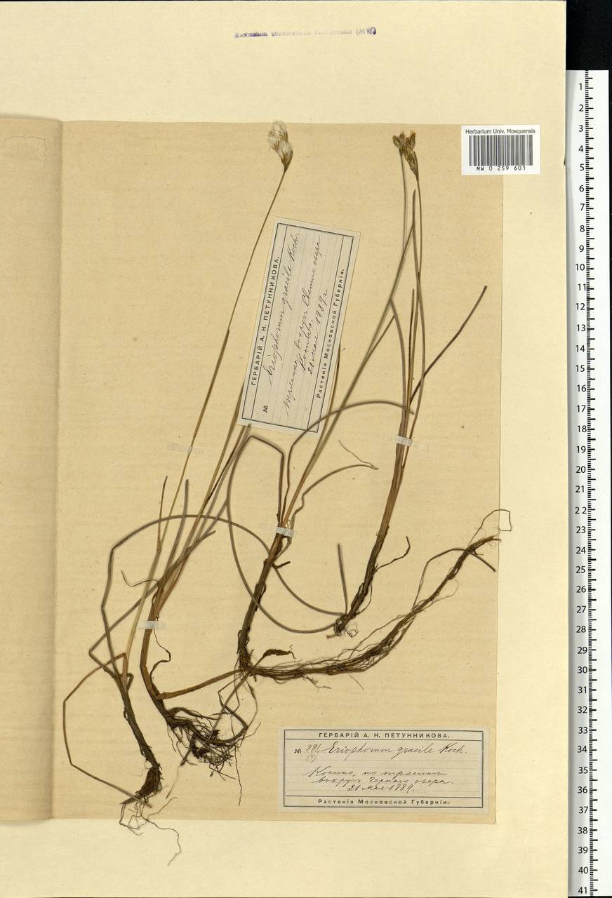 Eriophorum latifolium Hoppe, Eastern Europe, Moscow region (E4a) (Russia)