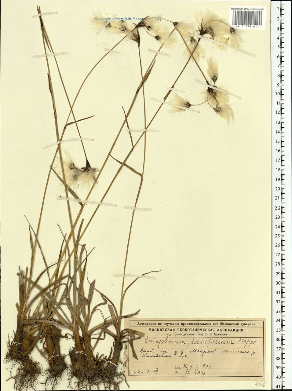 Eriophorum latifolium Hoppe, Eastern Europe, Moscow region (E4a) (Russia)