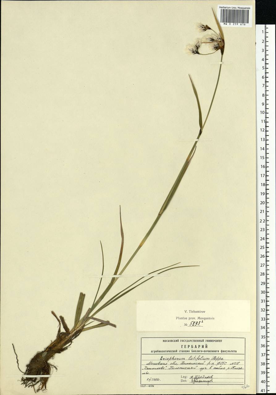 Eriophorum latifolium Hoppe, Eastern Europe, Moscow region (E4a) (Russia)