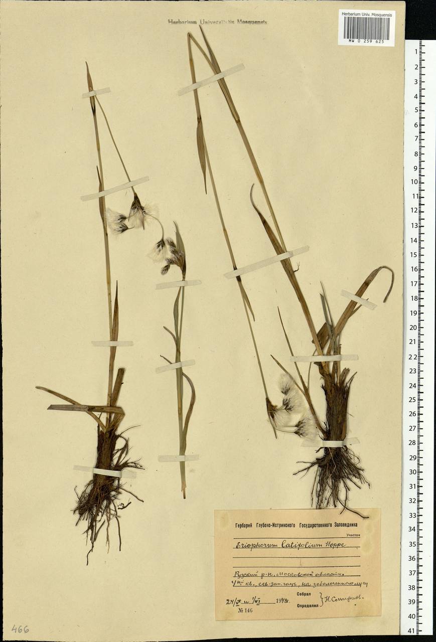 Eriophorum latifolium Hoppe, Eastern Europe, Moscow region (E4a) (Russia)