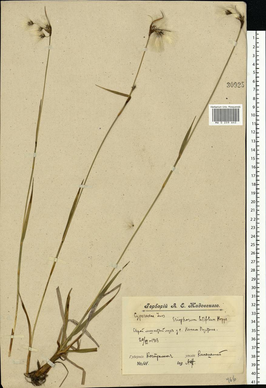 Eriophorum latifolium Hoppe, Eastern Europe, Central forest region (E5) (Russia)