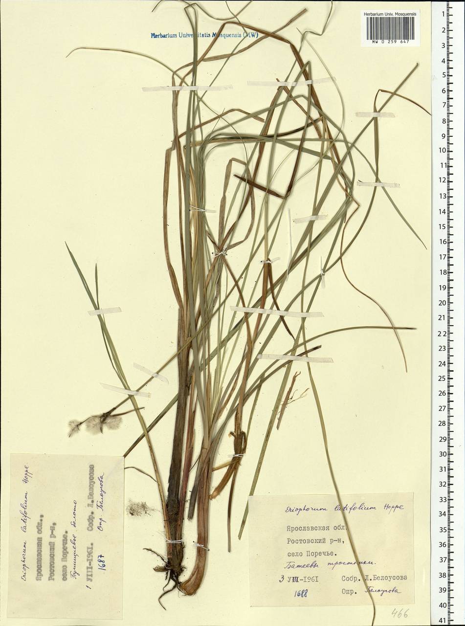 Eriophorum latifolium Hoppe, Eastern Europe, Central forest region (E5) (Russia)