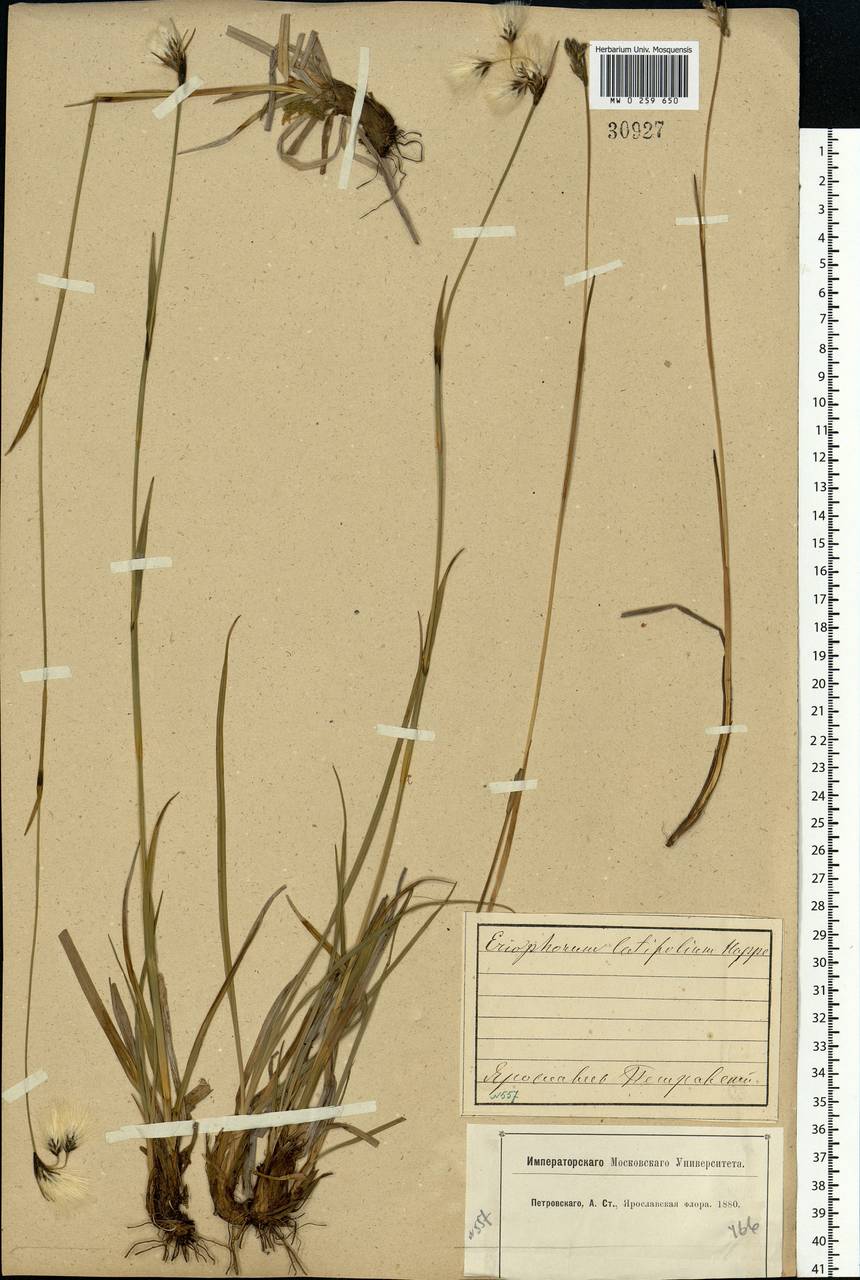 Eriophorum latifolium Hoppe, Eastern Europe, Central forest region (E5) (Russia)