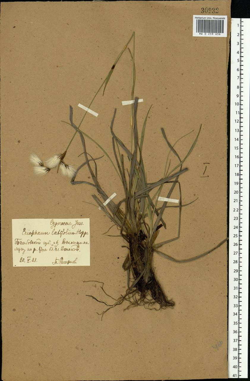 Eriophorum latifolium Hoppe, Eastern Europe, Central forest-and-steppe region (E6) (Russia)