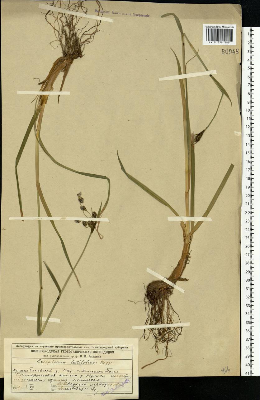 Eriophorum latifolium Hoppe, Eastern Europe, Volga-Kama region (E7) (Russia)