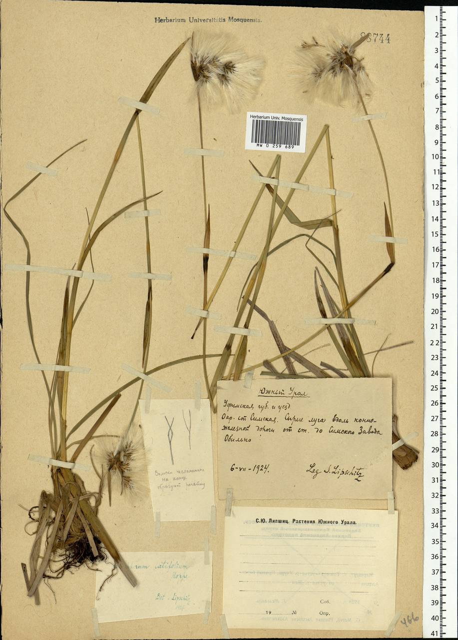 Eriophorum latifolium Hoppe, Eastern Europe, Eastern region (E10) (Russia)