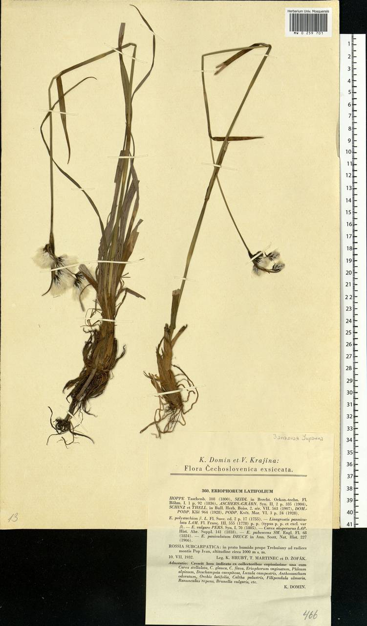 Eriophorum latifolium Hoppe, Eastern Europe, West Ukrainian region (E13) (Ukraine)