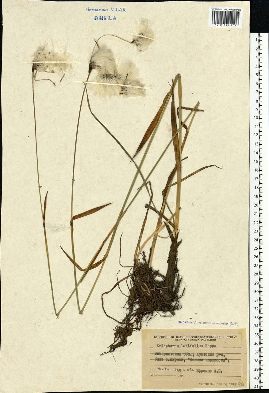 Eriophorum latifolium Hoppe, Eastern Europe, West Ukrainian region (E13) (Ukraine)