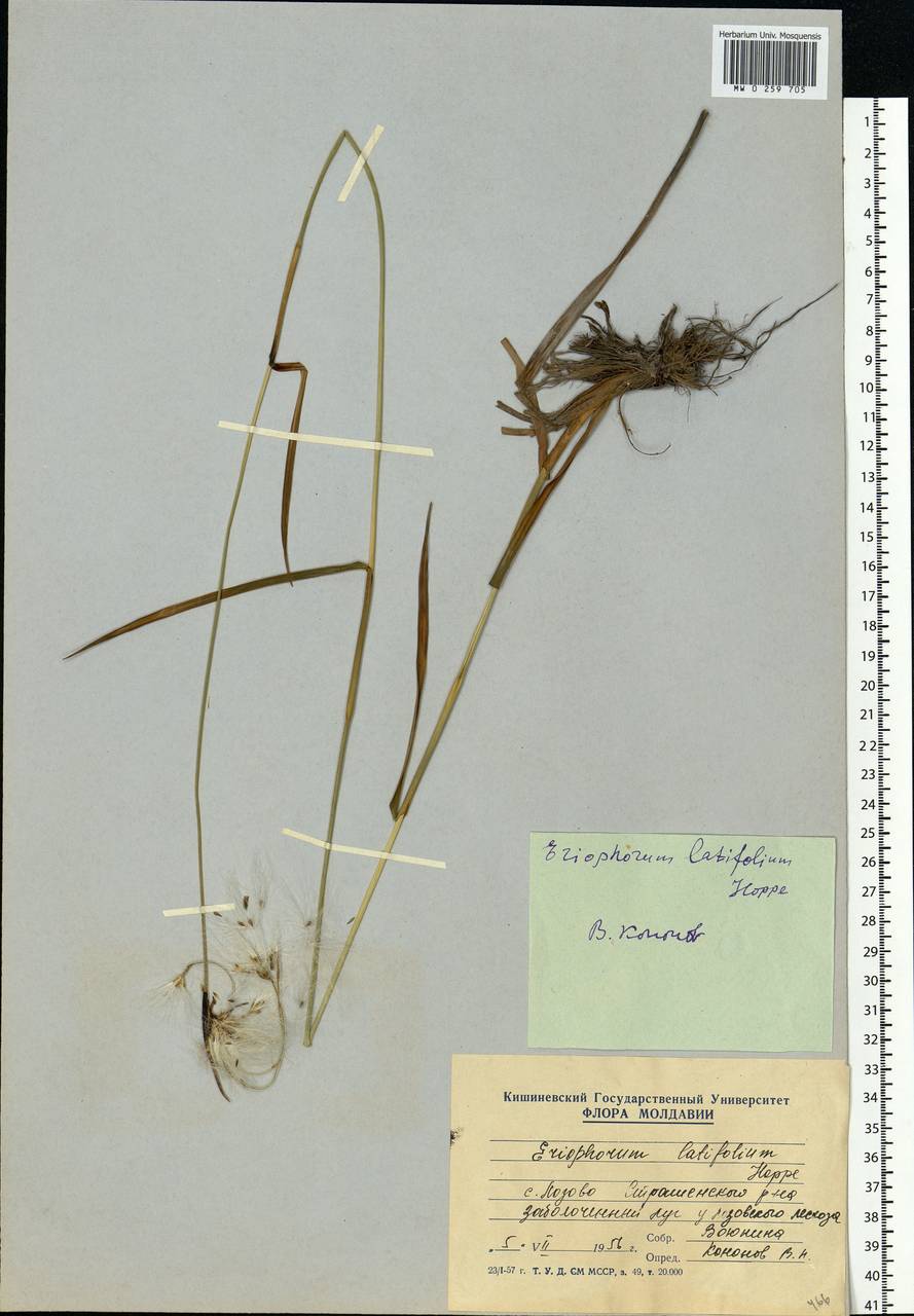 Eriophorum latifolium Hoppe, Eastern Europe, Moldova (E13a) (Moldova)