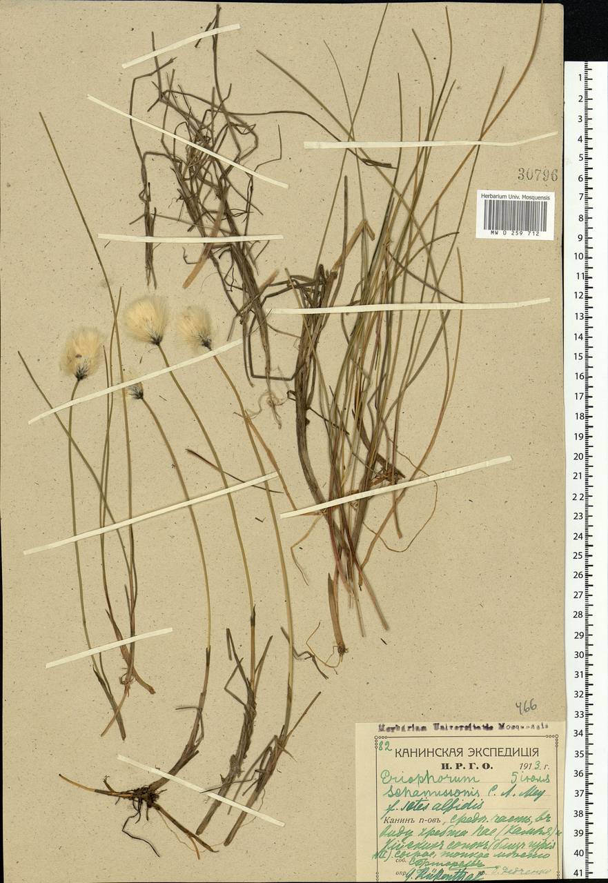 Eriophorum medium Andersson, Eastern Europe, Northern region (E1) (Russia)