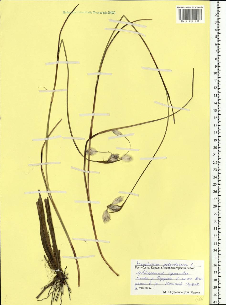 Eriophorum angustifolium Honck., Eastern Europe, Northern region (E1) (Russia)