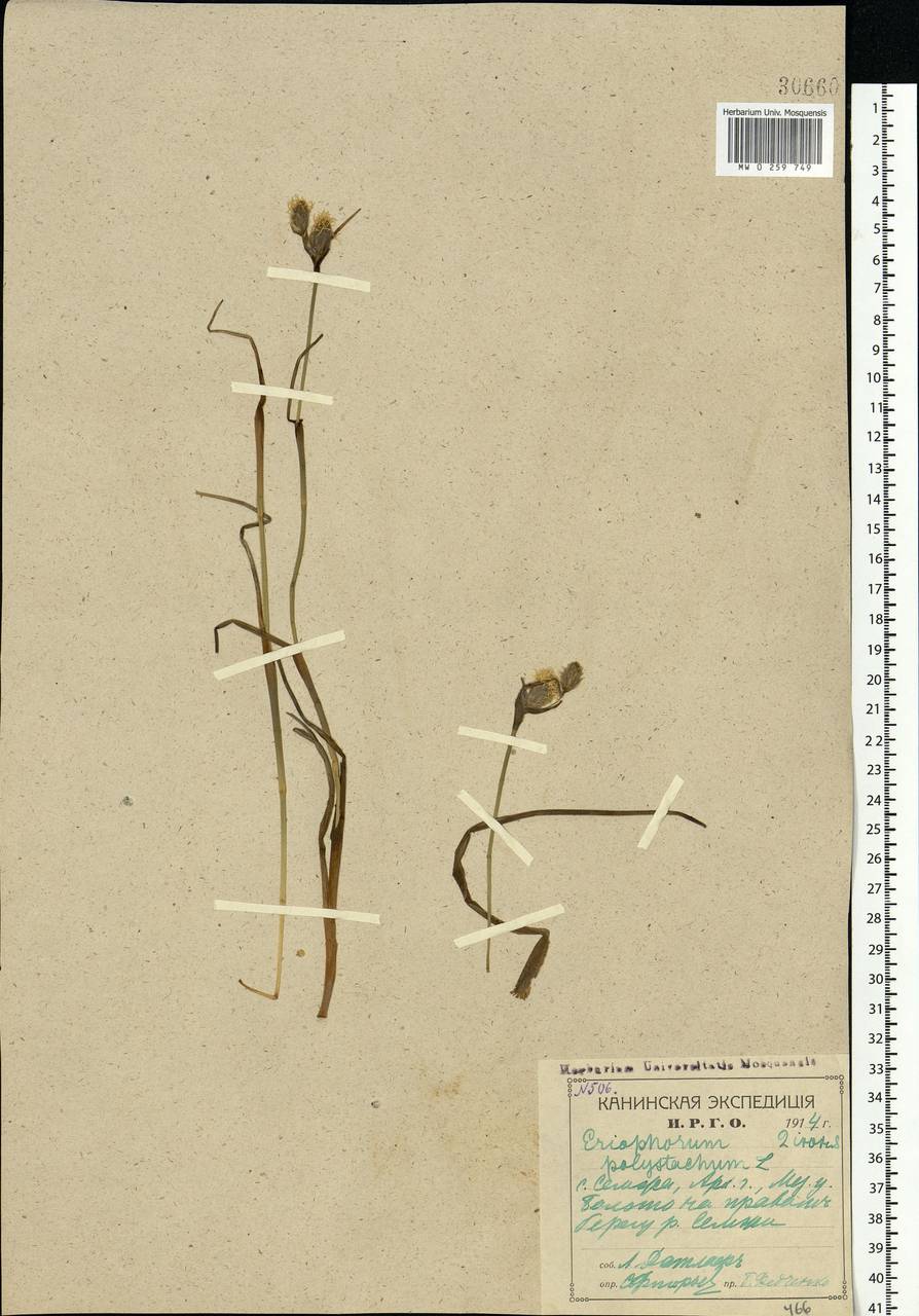 Eriophorum angustifolium Honck., Eastern Europe, Northern region (E1) (Russia)