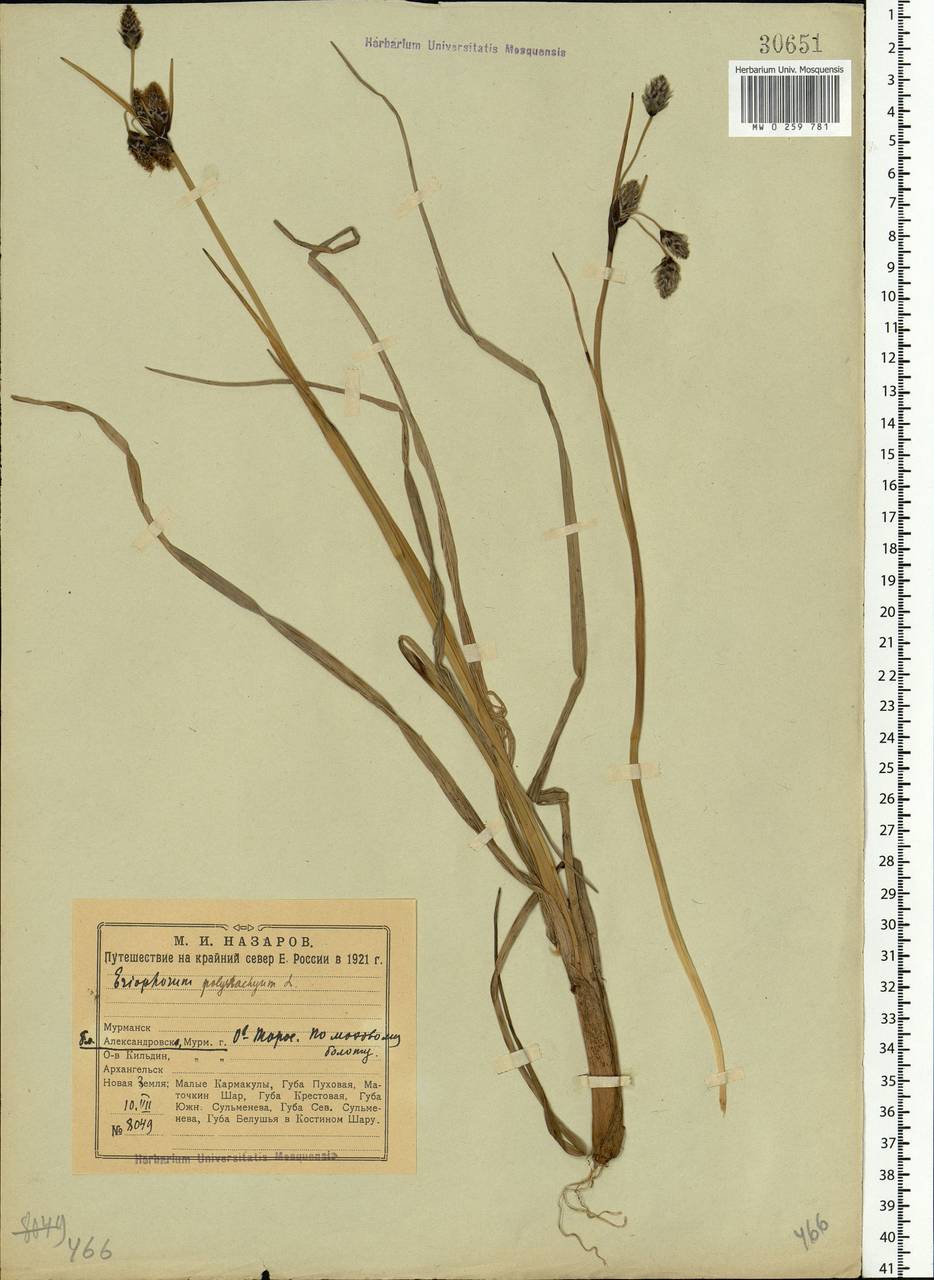 Eriophorum angustifolium Honck., Eastern Europe, Northern region (E1) (Russia)