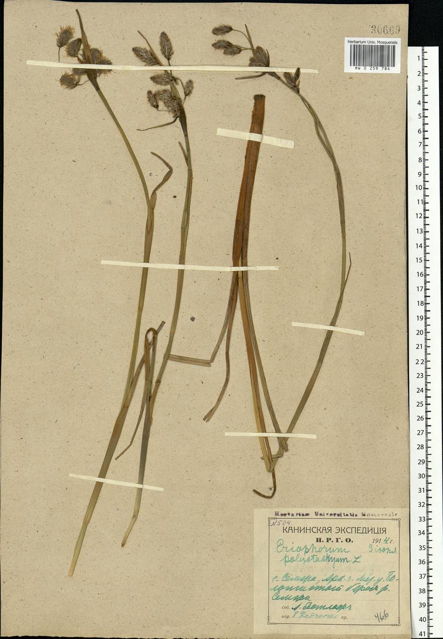 Eriophorum angustifolium Honck., Eastern Europe, Northern region (E1) (Russia)