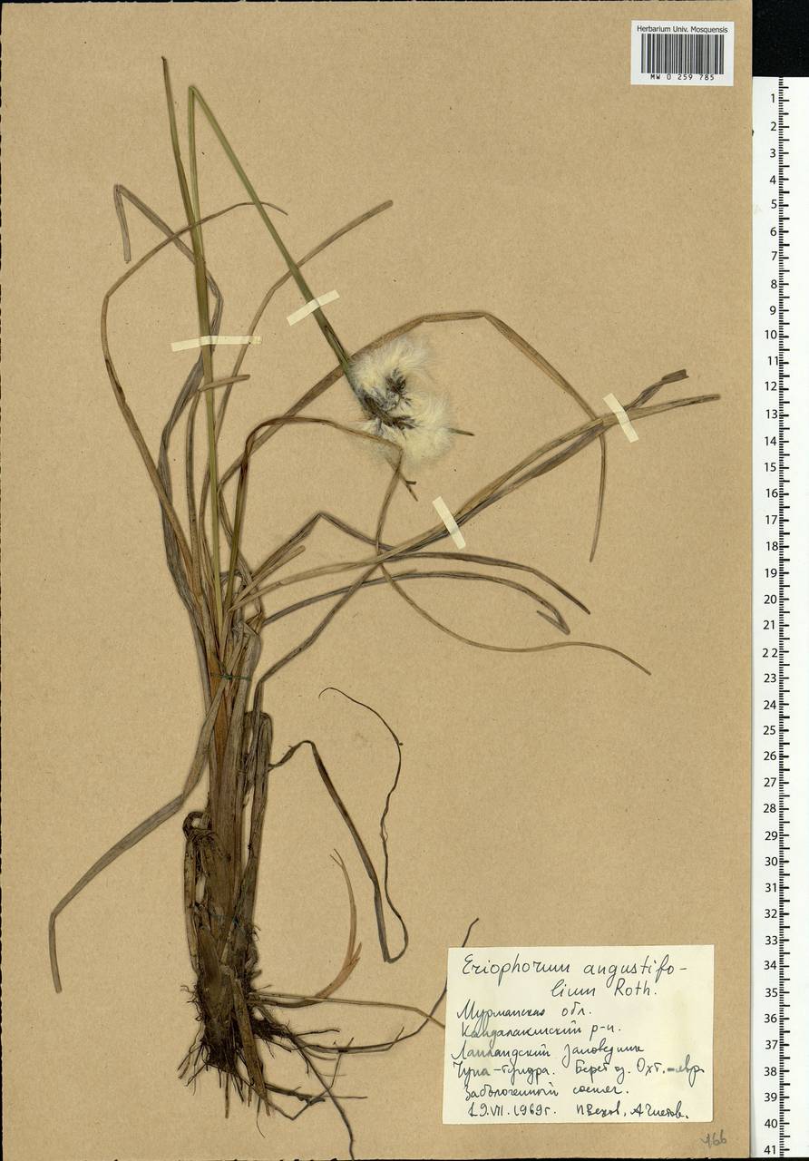 Eriophorum angustifolium Honck., Eastern Europe, Northern region (E1) (Russia)