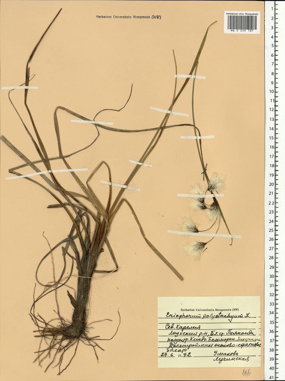 Eriophorum angustifolium Honck., Eastern Europe, Northern region (E1) (Russia)