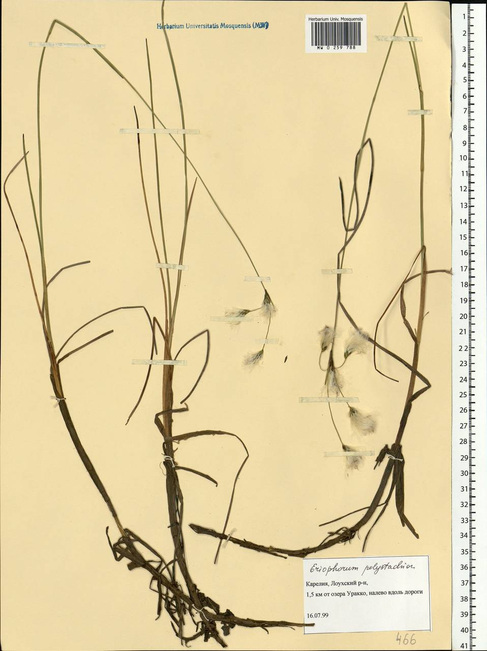 Eriophorum angustifolium Honck., Eastern Europe, Northern region (E1) (Russia)