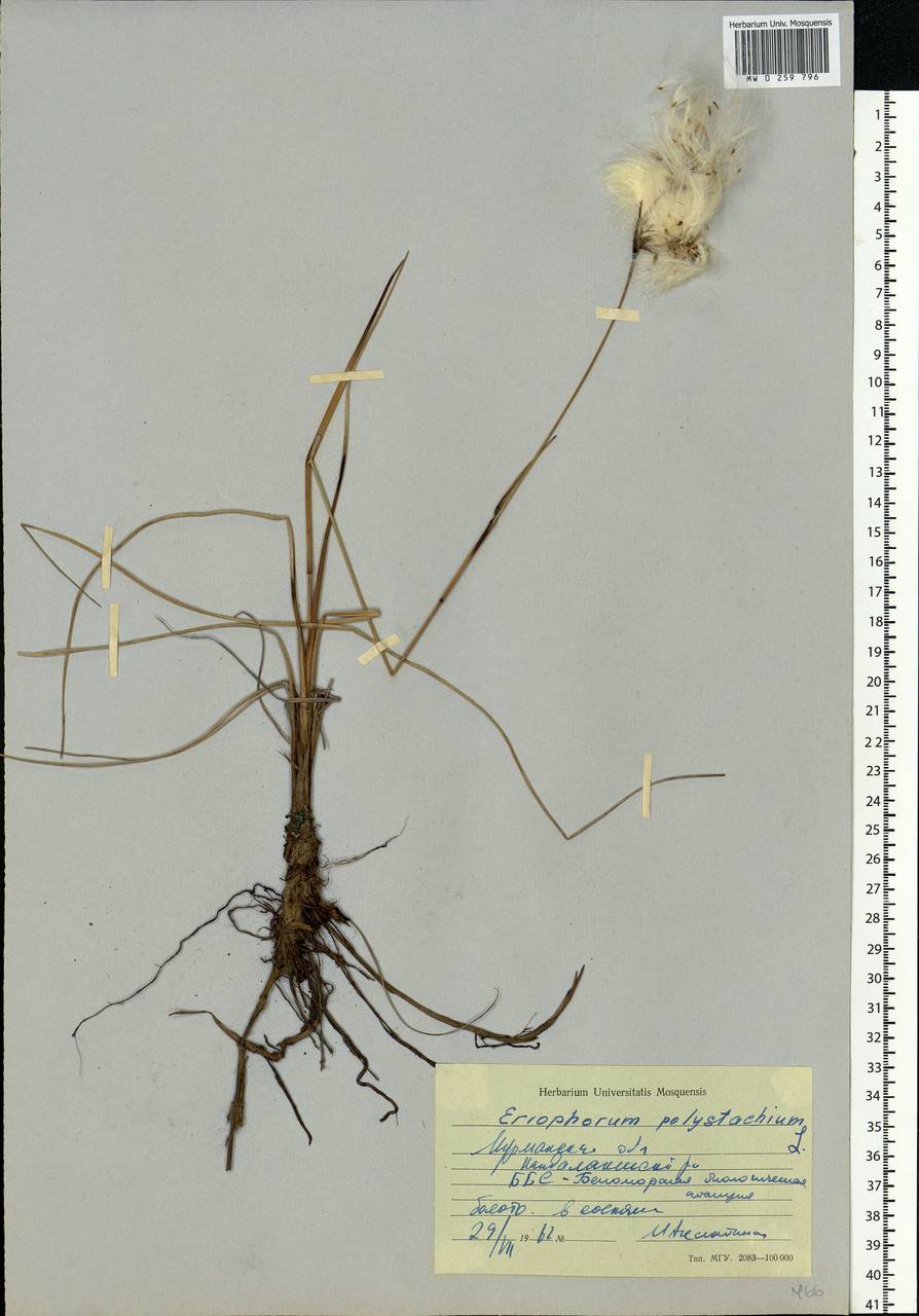 Eriophorum angustifolium Honck., Eastern Europe, Northern region (E1) (Russia)