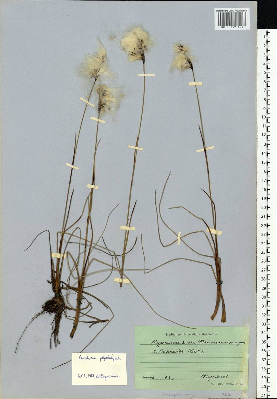 Eriophorum angustifolium Honck., Eastern Europe, Northern region (E1) (Russia)