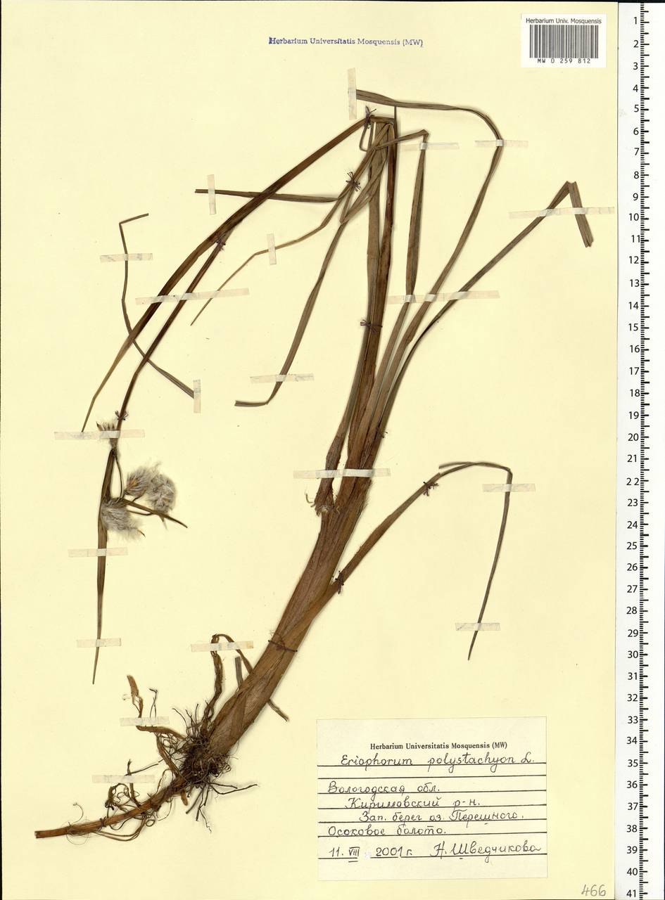 Eriophorum angustifolium Honck., Eastern Europe, Northern region (E1) (Russia)