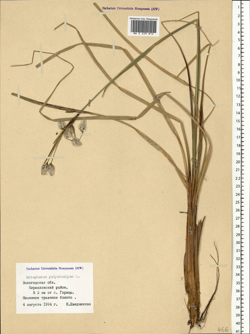 Eriophorum angustifolium Honck., Eastern Europe, Northern region (E1) (Russia)