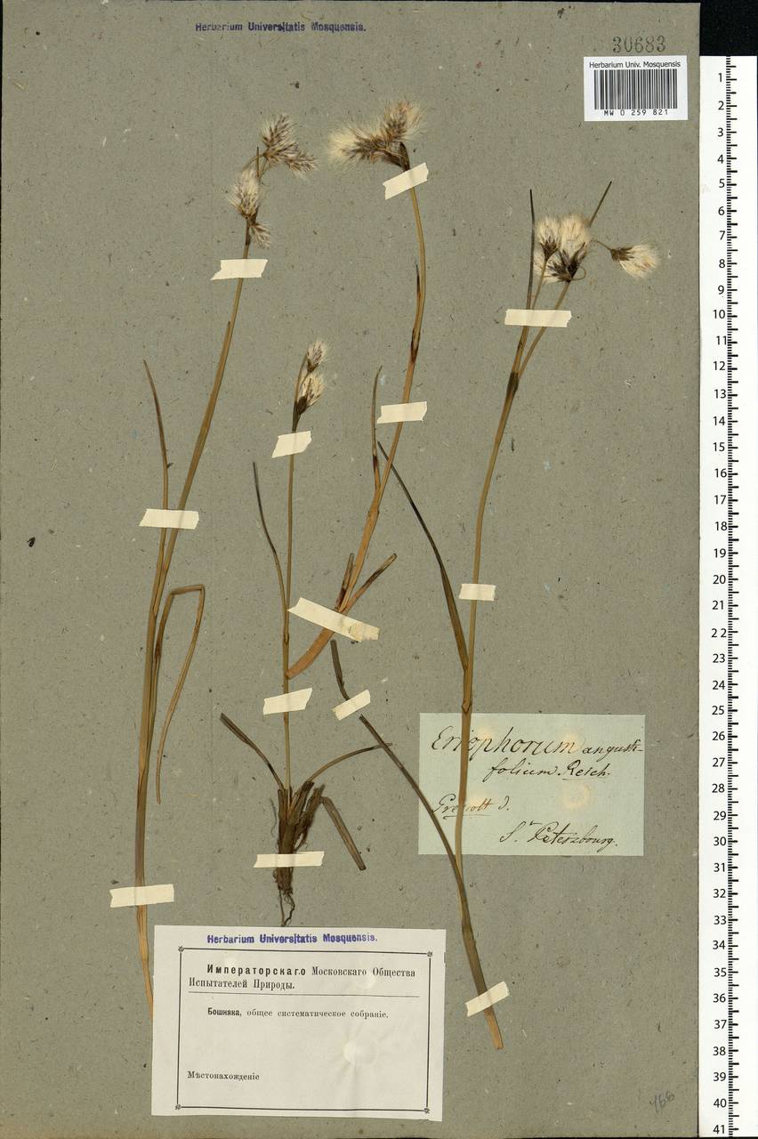 Eriophorum angustifolium Honck., Eastern Europe, North-Western region (E2) (Russia)