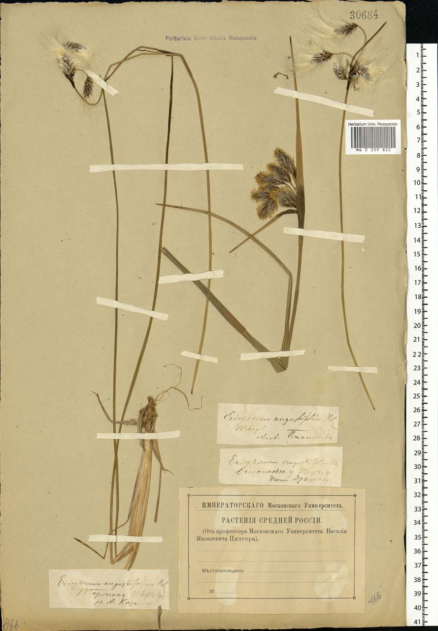 Eriophorum angustifolium Honck., Eastern Europe, North-Western region (E2) (Russia)