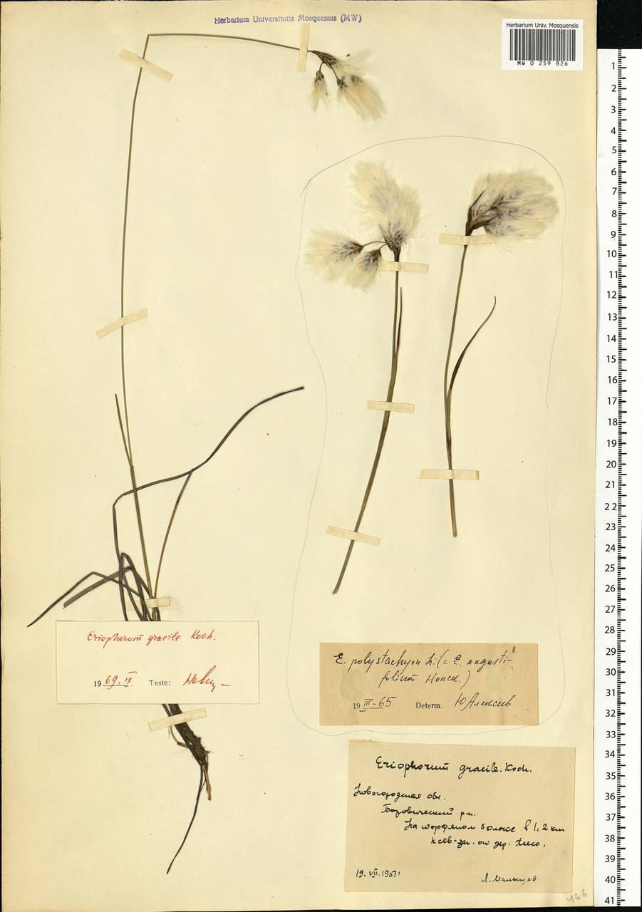 Eriophorum angustifolium Honck., Eastern Europe, North-Western region (E2) (Russia)