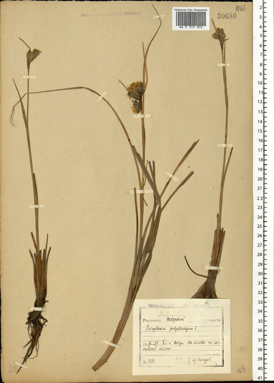 Eriophorum angustifolium Honck., Eastern Europe, North-Western region (E2) (Russia)