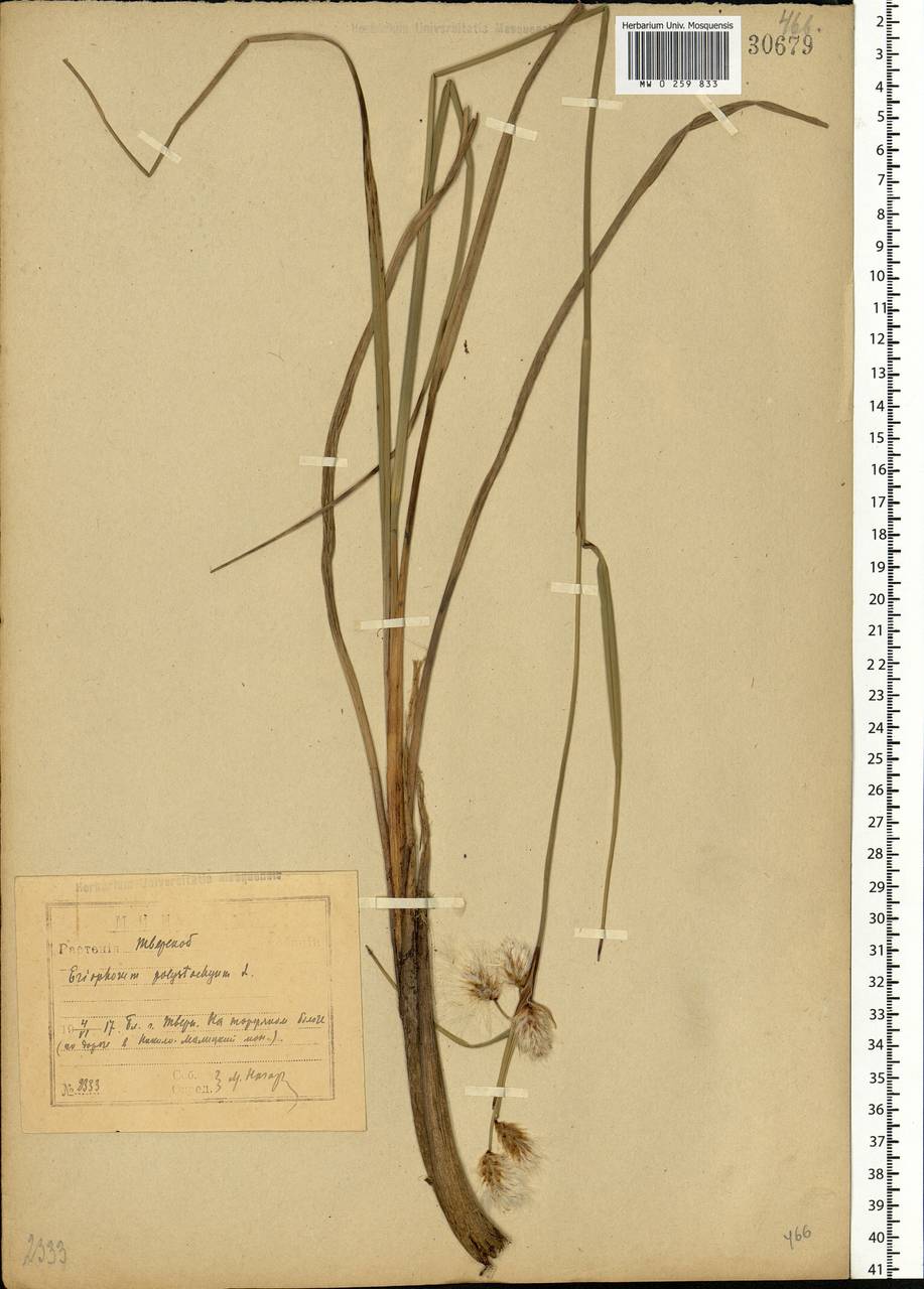 Eriophorum angustifolium Honck., Eastern Europe, North-Western region (E2) (Russia)