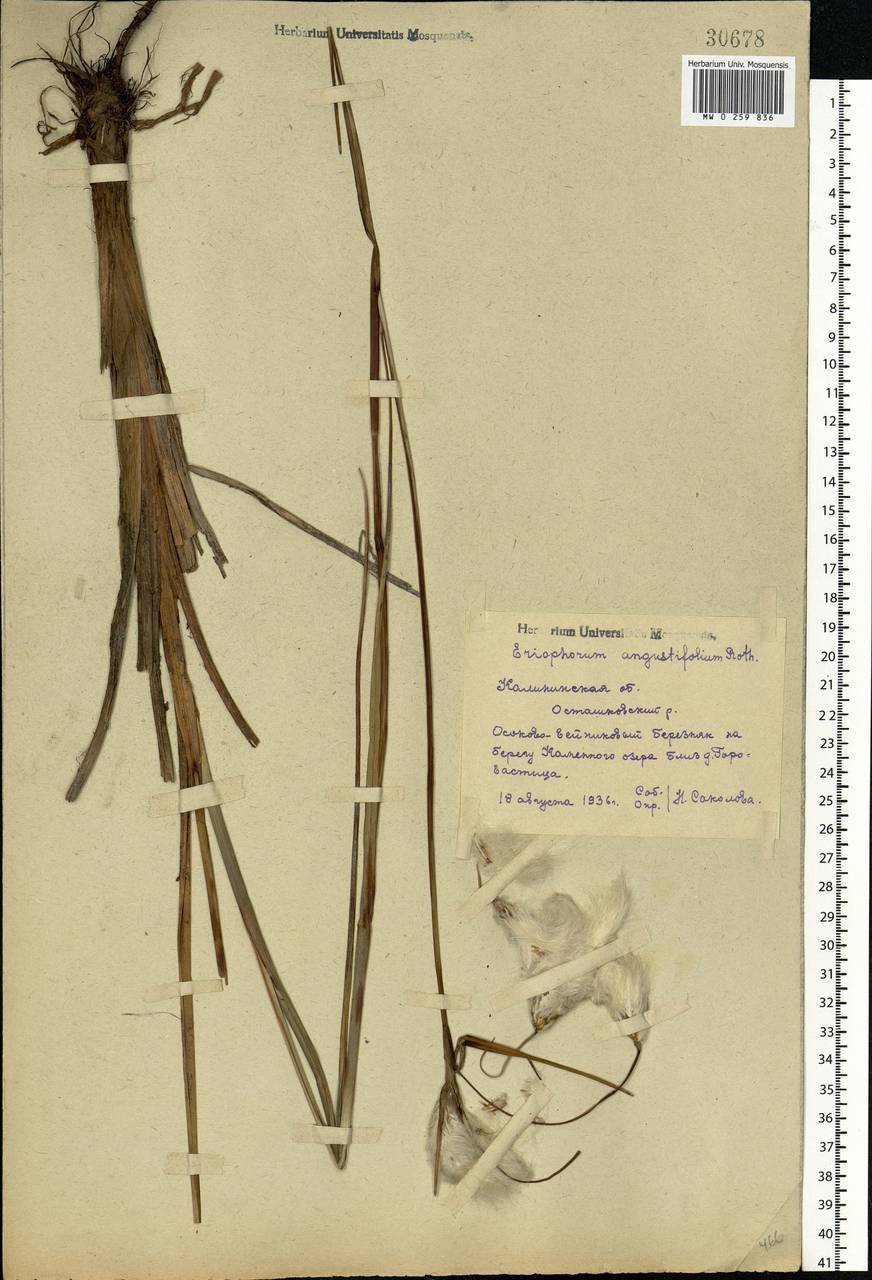 Eriophorum angustifolium Honck., Eastern Europe, North-Western region (E2) (Russia)