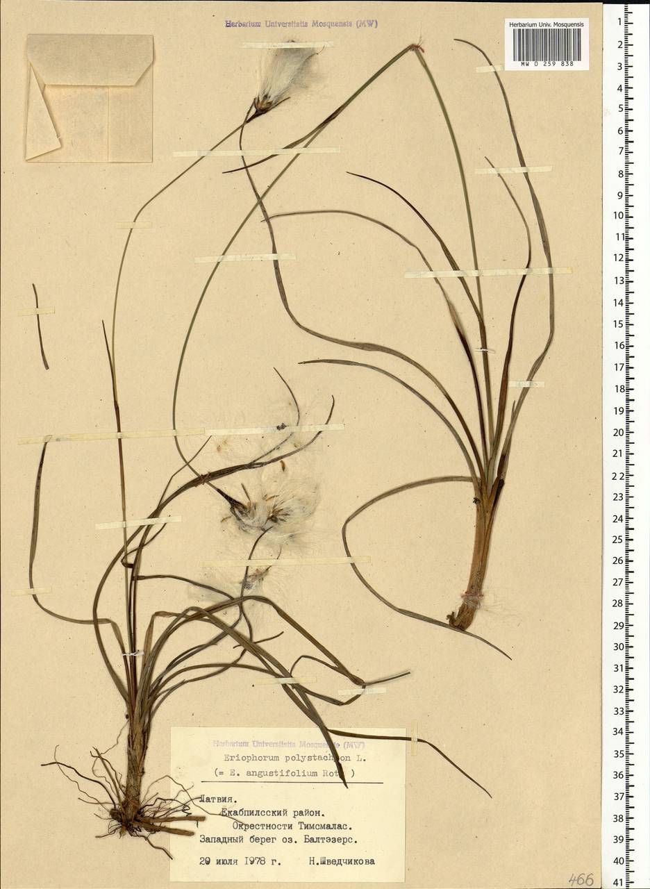 Eriophorum angustifolium Honck., Eastern Europe, Latvia (E2b) (Latvia)