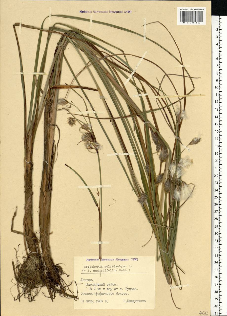 Eriophorum angustifolium Honck., Eastern Europe, Latvia (E2b) (Latvia)