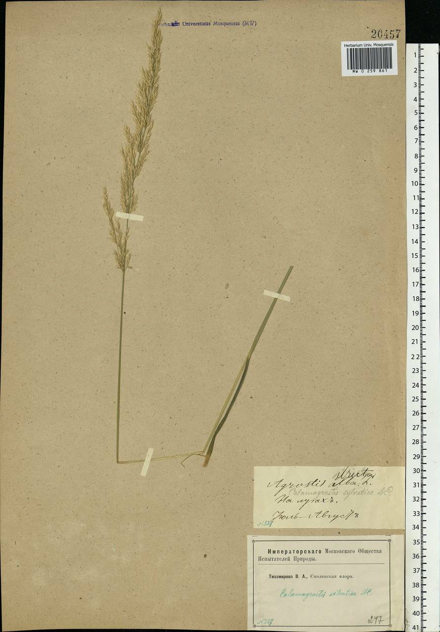 Calamagrostis arundinacea (L.) Roth, Eastern Europe, Western region (E3) (Russia)