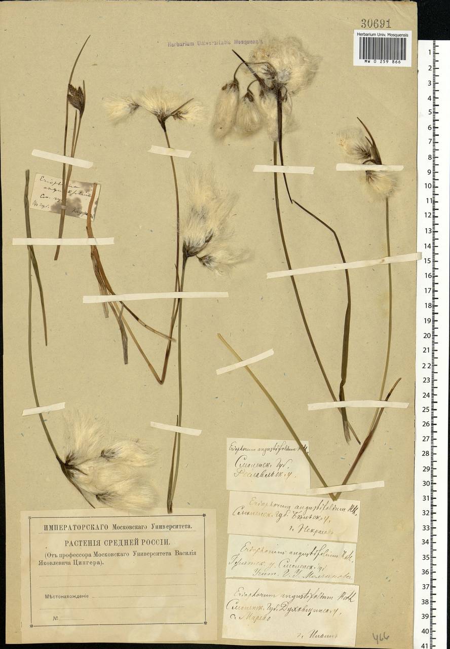 Eriophorum angustifolium Honck., Eastern Europe, Western region (E3) (Russia)